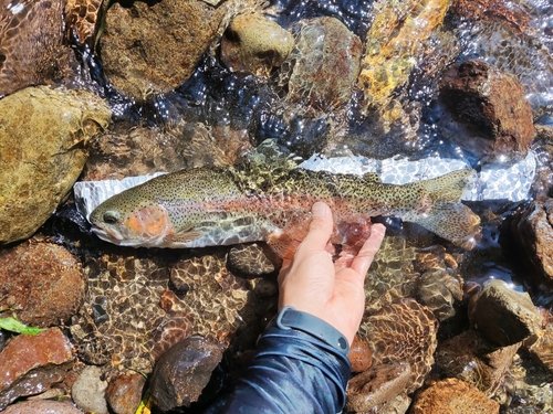 ニジマスの釣果