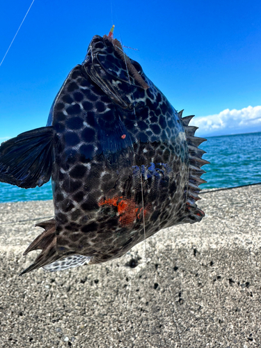 イシガキダイの釣果