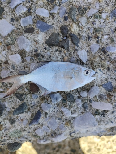 コバンアジの釣果