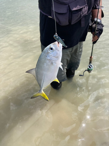 ガーラの釣果