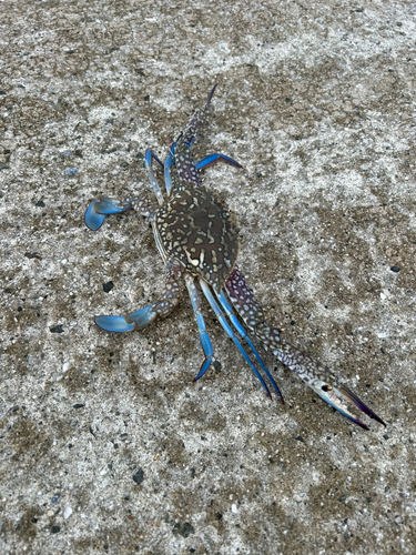 タイワンガザミの釣果