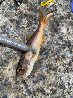 ムツの釣果