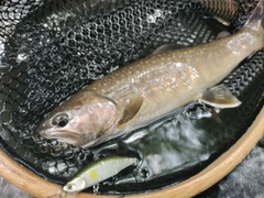 イワナの釣果