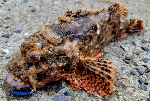 オニオコゼの釣果