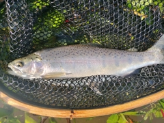 ニジマスの釣果