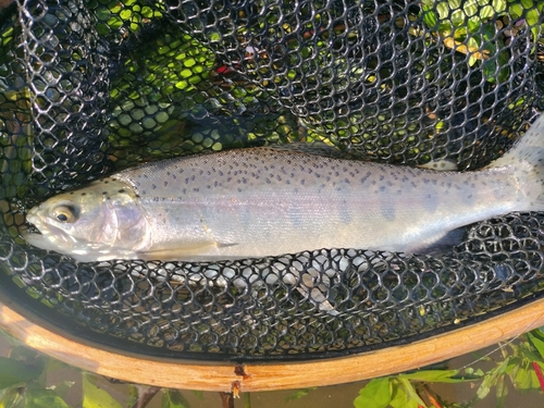 ニジマスの釣果