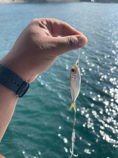 マアジの釣果
