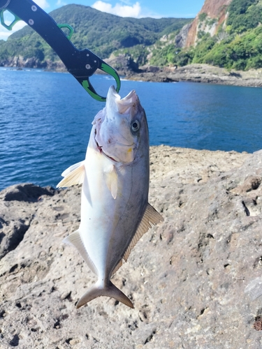 ショゴの釣果