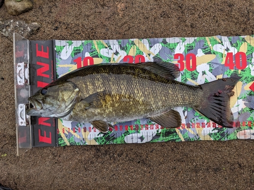 スモールマウスバスの釣果