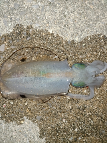 イカの釣果