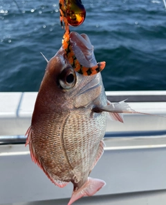 タイの釣果