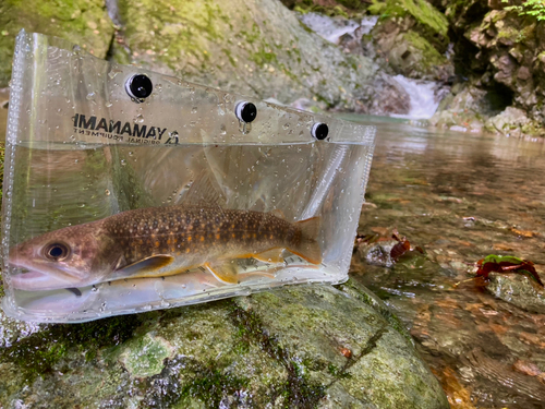 イワナの釣果