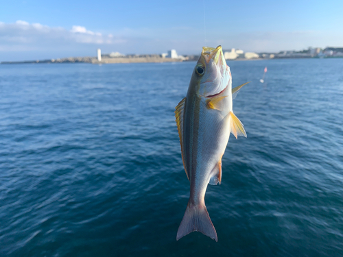 イサキの釣果