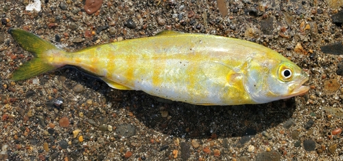 カンパチの釣果