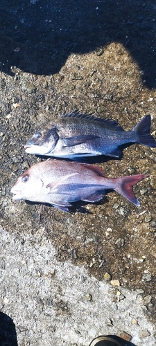 チヌの釣果