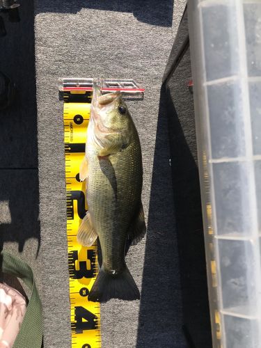 ブラックバスの釣果