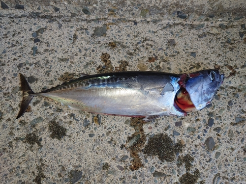 ソウダガツオの釣果