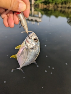 メッキの釣果