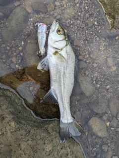 ヒラスズキの釣果