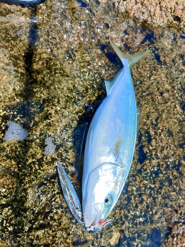 ハマチの釣果