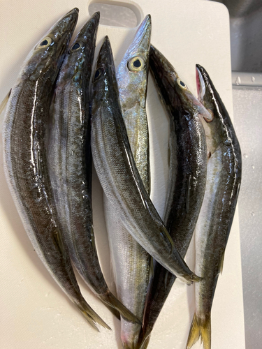 カマスの釣果