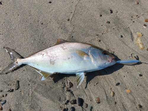 シオの釣果