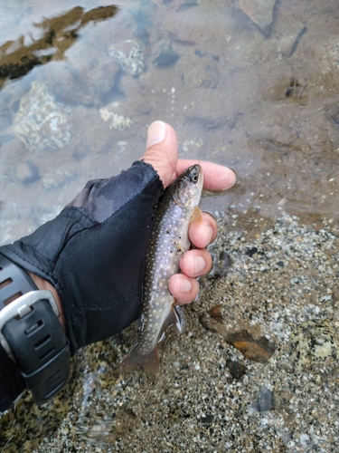 イワナの釣果