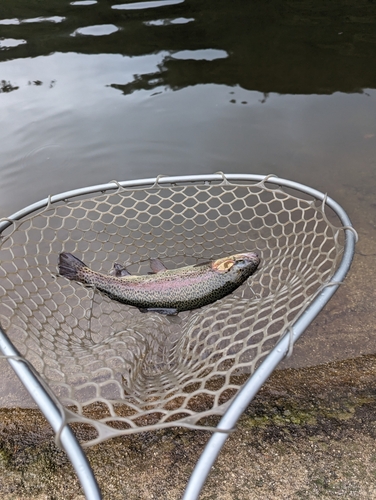 ニジマスの釣果