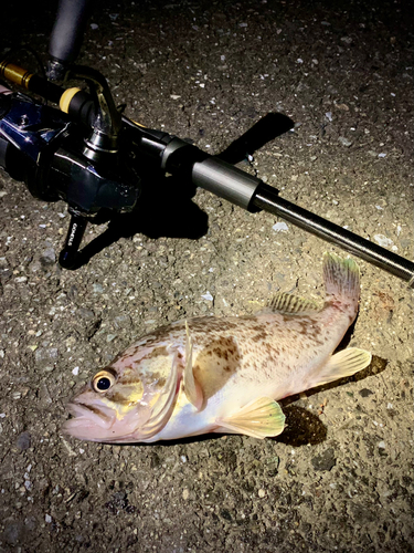 クロソイの釣果