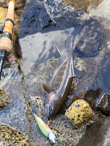 イワナの釣果