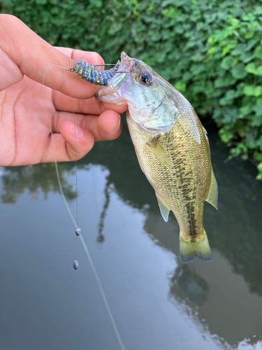 ラージマウスバスの釣果