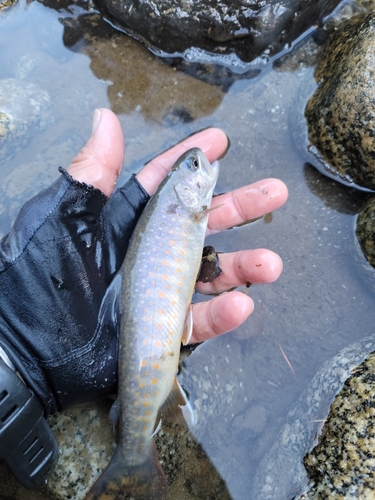 イワナの釣果