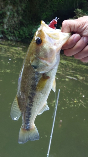 ラージマウスバスの釣果