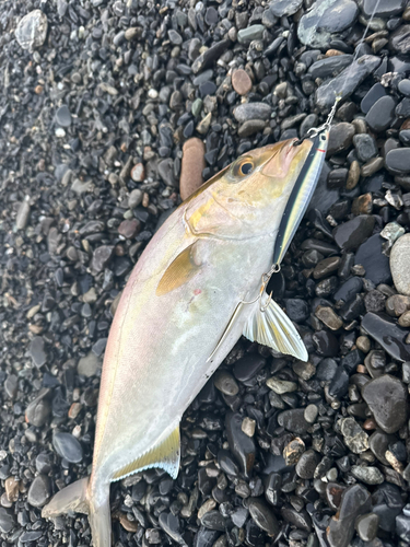 カンパチの釣果