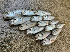 アジの釣果