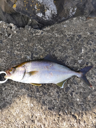 ショゴの釣果