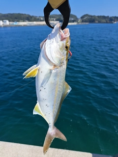 ショゴの釣果