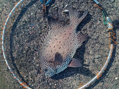 イシガキダイの釣果