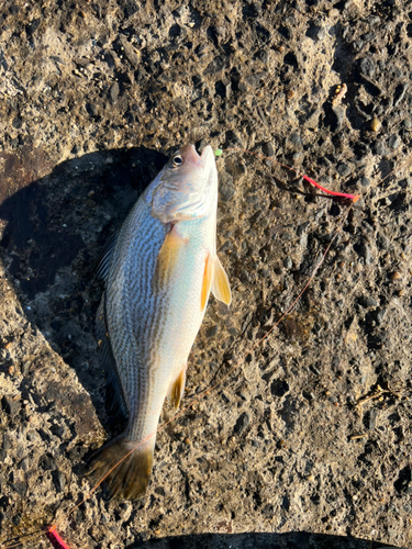 イシモチの釣果