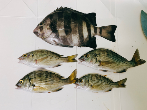 クロダイの釣果