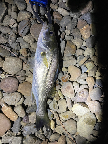 セイゴ（ヒラスズキ）の釣果