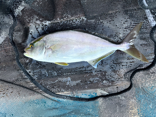 ショゴの釣果