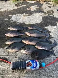 クチブトグレの釣果