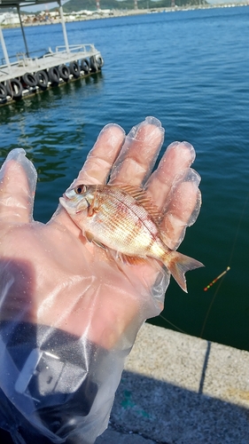 チャリコの釣果