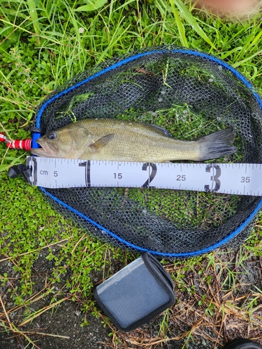 ブラックバスの釣果