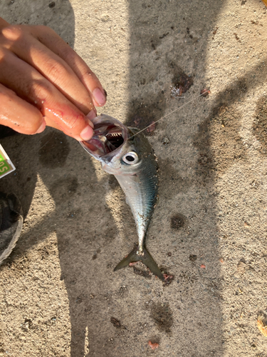 サバの釣果