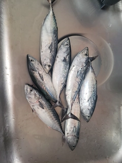 スマガツオの釣果