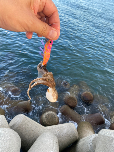 マダコの釣果