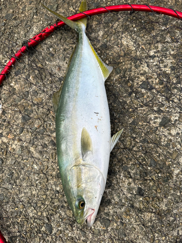 ハマチの釣果