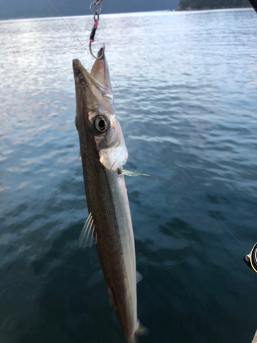 カマスの釣果